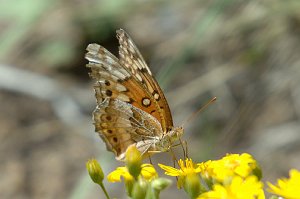 186 Fritillary, Variegated, 2006-08113163  Great Sand Dunes NP, CO